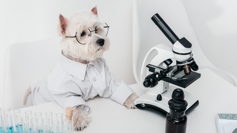 Dog with microscope