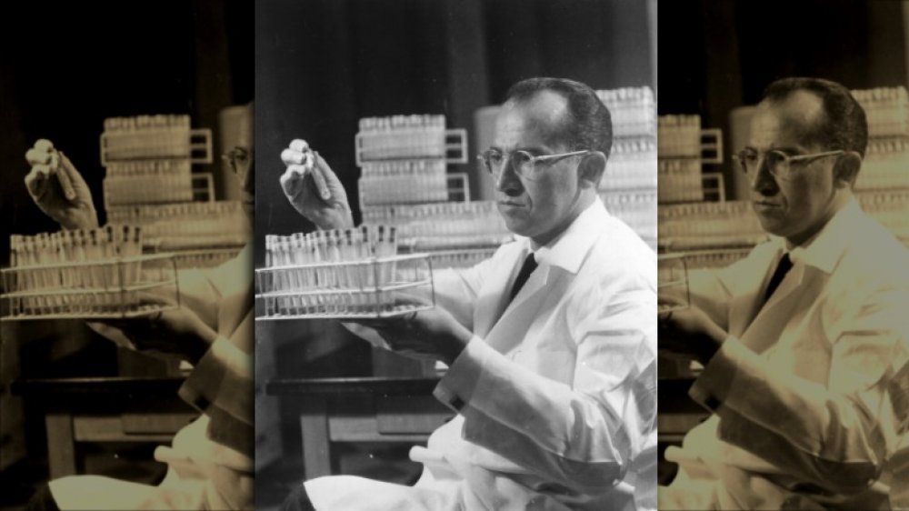 Dr Jonas Salk, who discovered the first vaccine against poliomyelitis, at work in the Virus Research Laboratory at the University of Pittsburgh Medical School.
