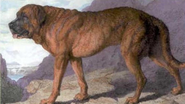 Alpine Mastiff