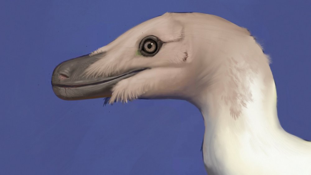 Head reconstruction of Velociraptor
