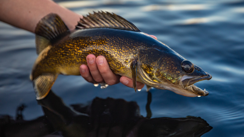 A hand holding a walleye above the water