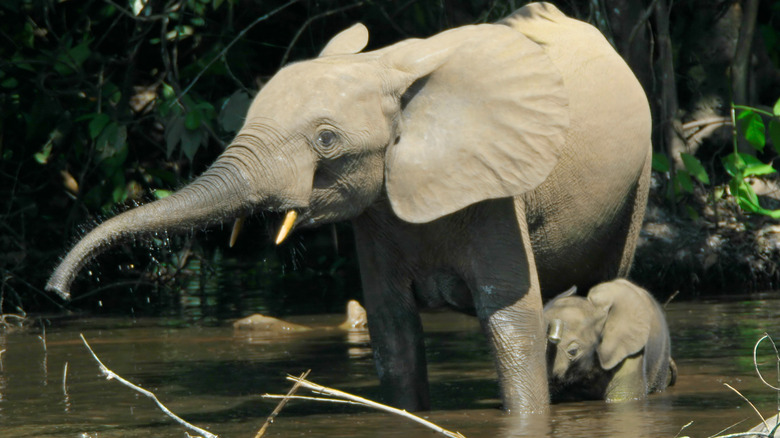 Forest elephant and baby in water
