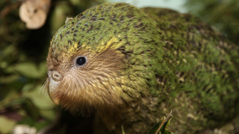 Green flightless parrot kakapo