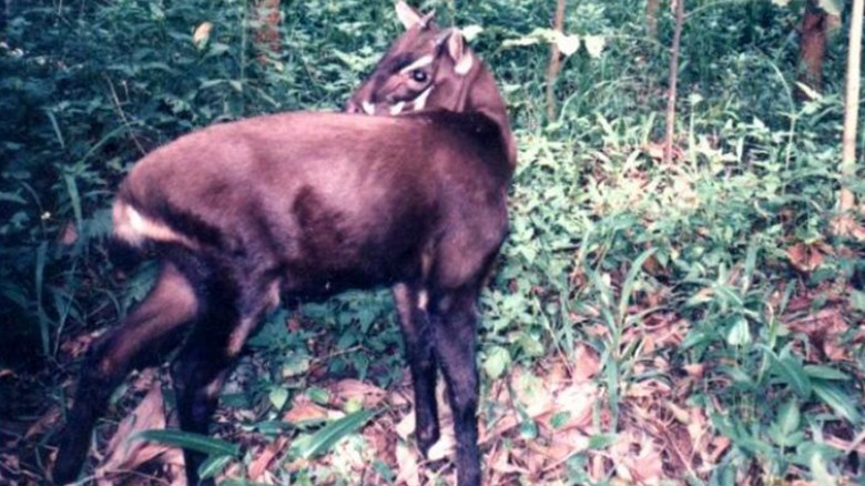 Saola in forest