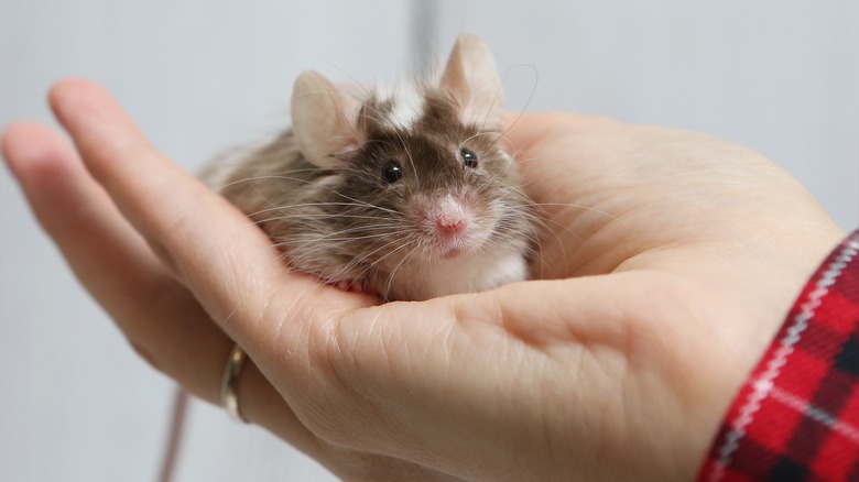 Mouse in a person's hand