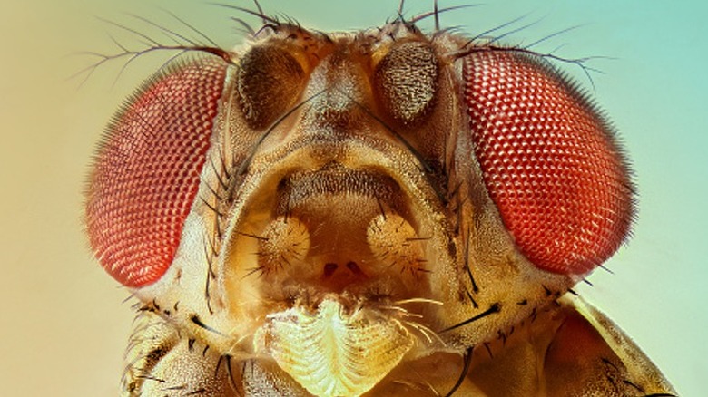 Up close picture of a fruit fly eyes antenna