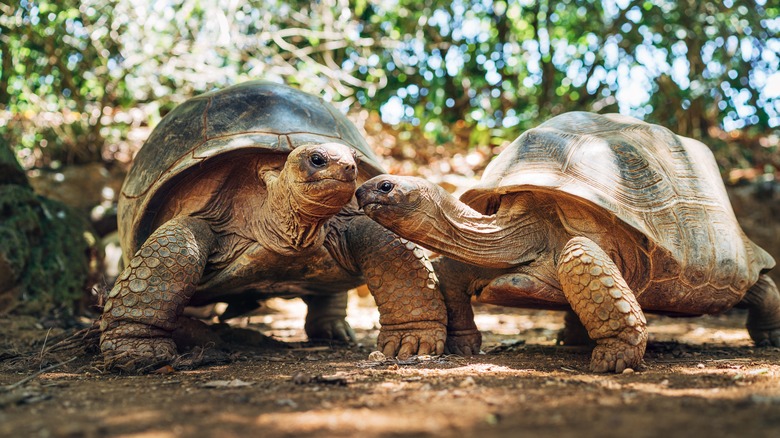 Two tortoises in woods