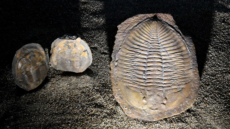 trilobite fossils