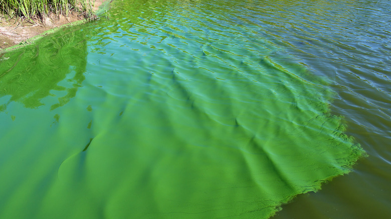 Cyanobacteria bloom