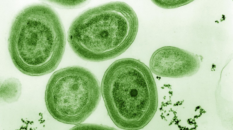 Prochlorococcus influential marine cyanobacterium