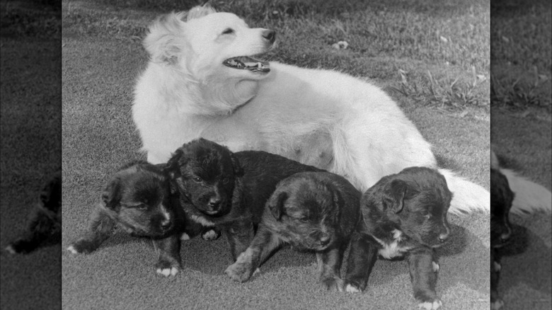 Pushinka and her puppies