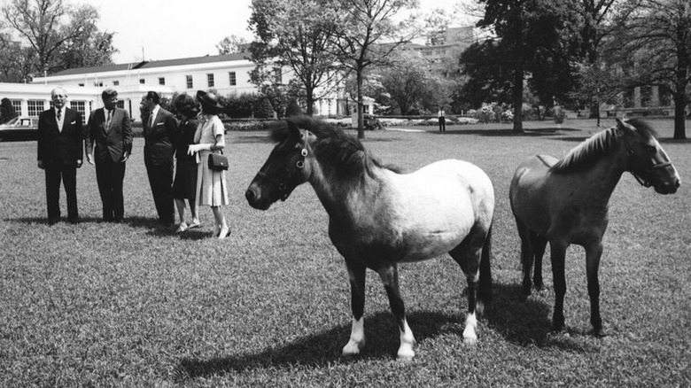 Kennedy ponies Tex and Macaroni