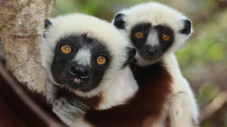 Mother and baby dancing lemurs