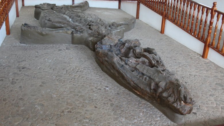 Kronosaurus fossil in diplay