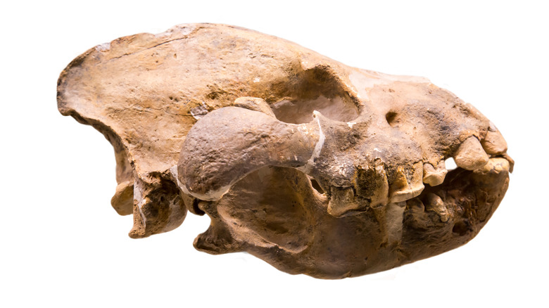 Pachycrocuta brevirostris skull