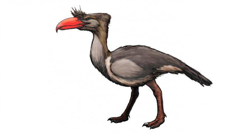 illustration of Terror bird with orange beak