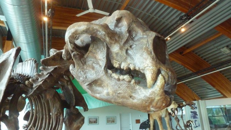 Short-faced bear fossil on display