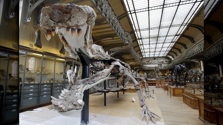 SuperCroc fossil on display