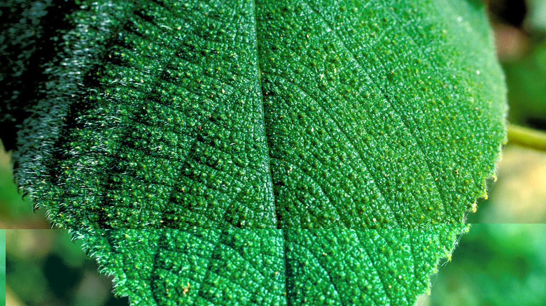 Leaf from Australia's Gympie-Gympie stinging tree