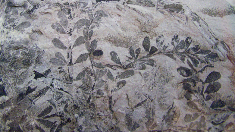 Sphenophyllum miravallis fossil in rock
