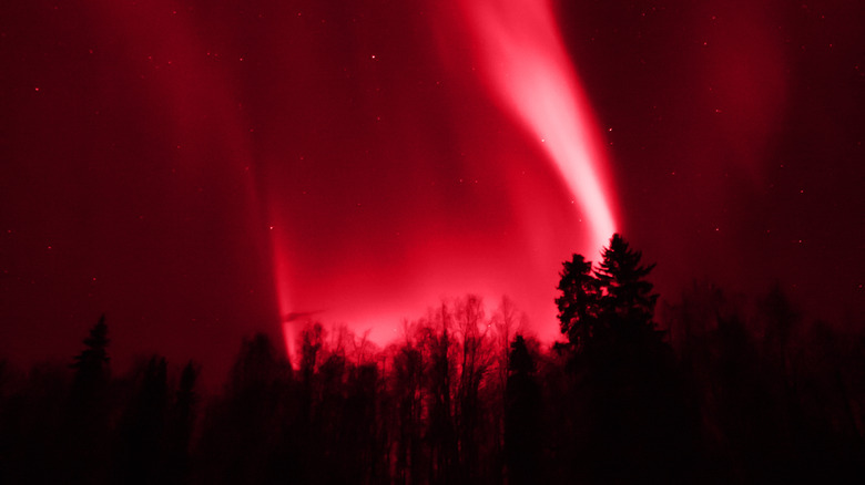 red aurora over treeline 