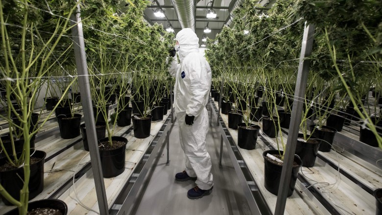 marijuana plants warehouse person in protective suit