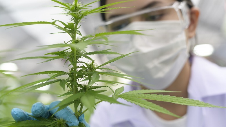 Woman medical mask gloves holding marijuana plant