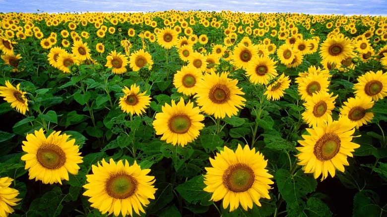 Field of sunflowers under blue sky