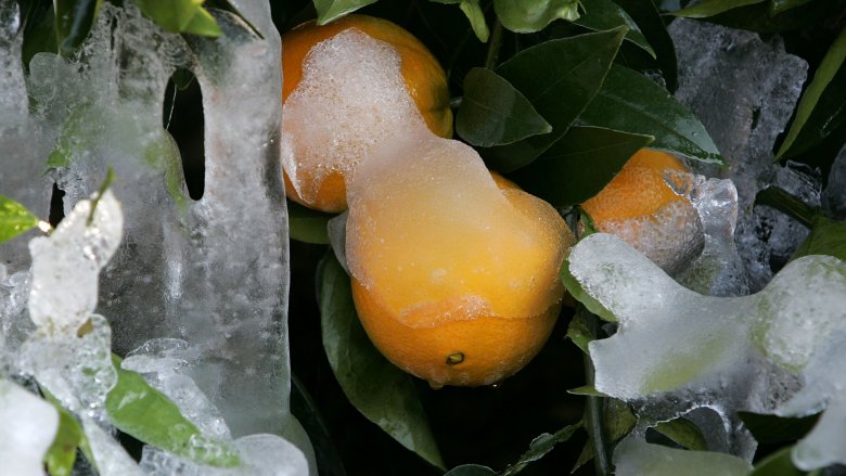 oranges covered ice