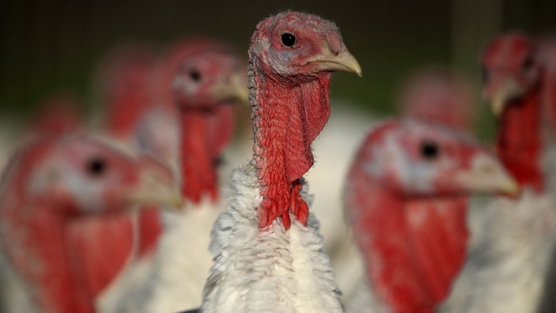Thanksgiving Turkeys
