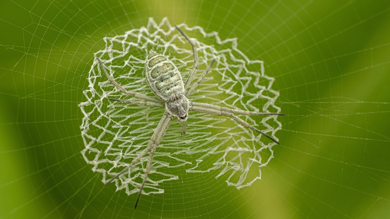 orb spider stabilimenta decoration