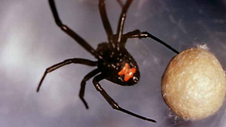 black widow spider producing silk catching prey