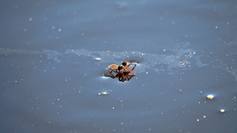 diving bell spider on water