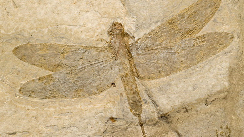Fossil imprint of prehistoric winged insect