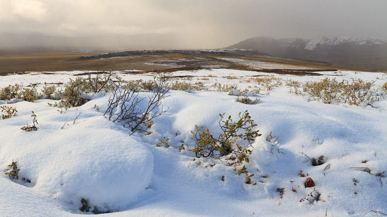 a snowy field in Siberia