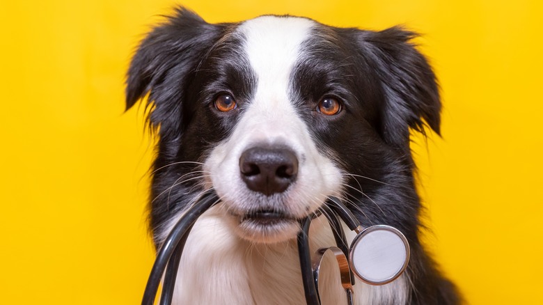 Dog holding stethoscope