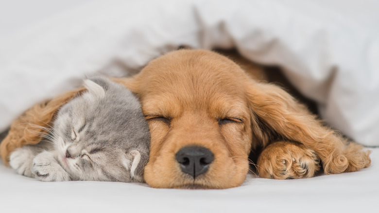 A puppy sleeping with a kitten