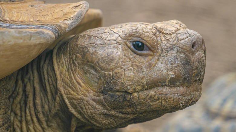 Close up African Spurred Tortoise