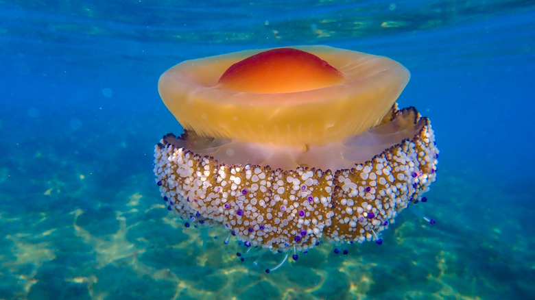 Egg yolk jellyfish floats in water