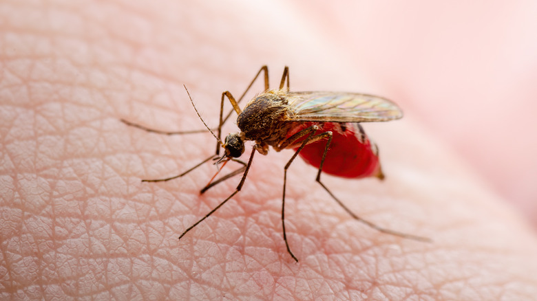 Mosquito landed on human skin