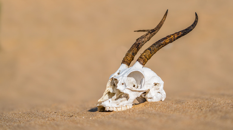 Animal skull on desert sand.