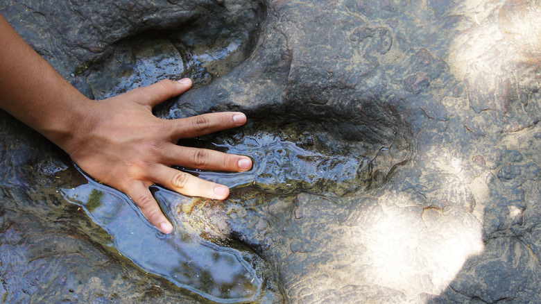 Human hand in dinosaur footprint