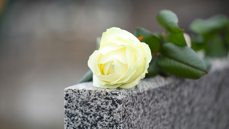 Rose on a grave