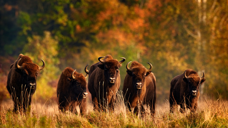 Bison herd in autumn