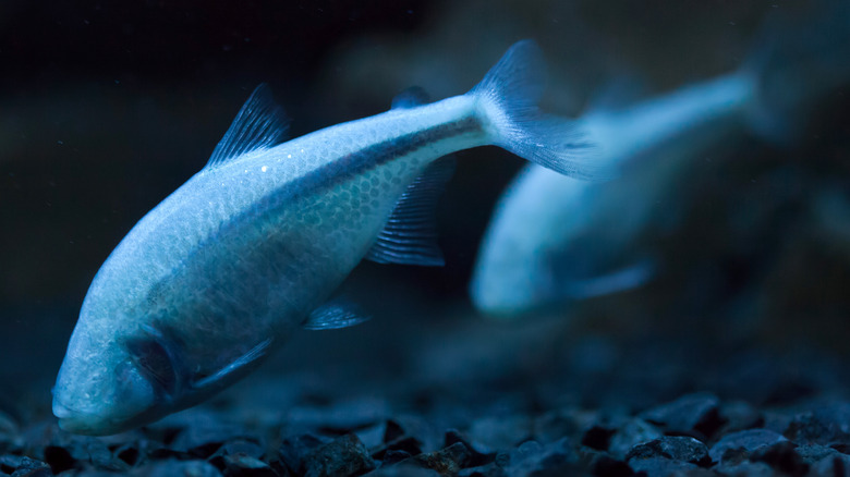Two Mexican cave tetra