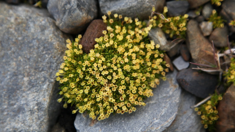 Antarctic pearlwort in bloom