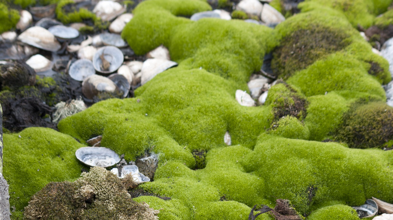 Pillowy patches of Antarctic moss