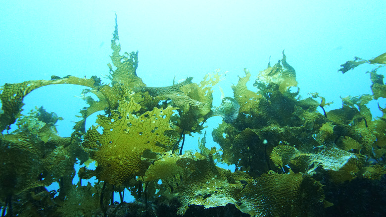 Wakame seaweed growing underwater