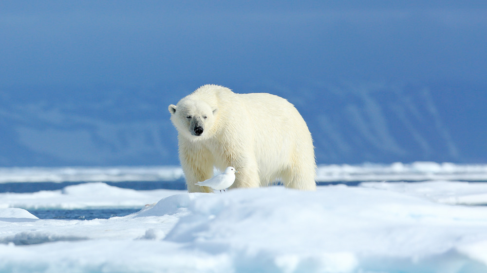 A photograph of a polar bear and a seabird in the Arctic region.