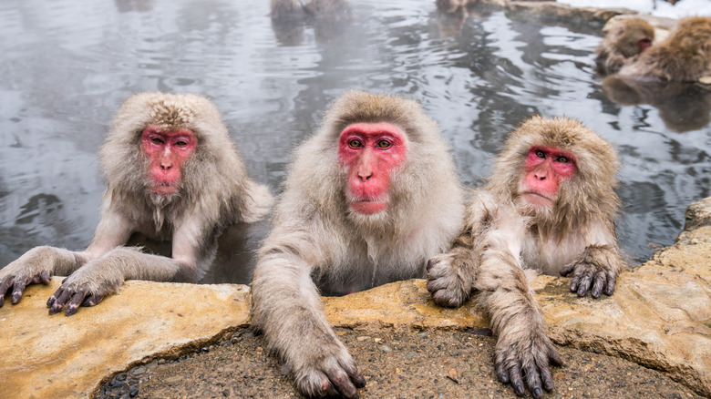 Three monkeys bathing